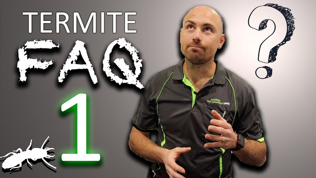 Termite FAQs - PART 1