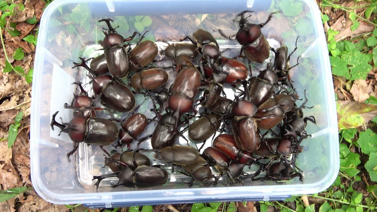 カブトムシが簡単に獲れる方法