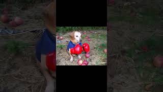 Apple Dog Boxing #ai #image #funny #meme #apple #dog #shorts #appledog