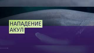 Акулы атаковали съемочную группу BBC «Голубая планета-2»