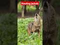 jackals sounds | howling at courtship