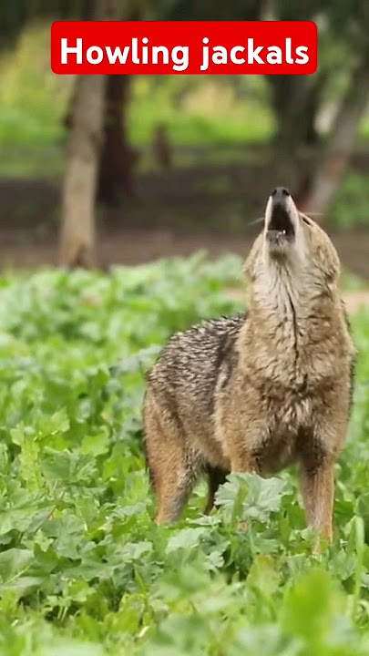 jackals sounds | howling at courtship
