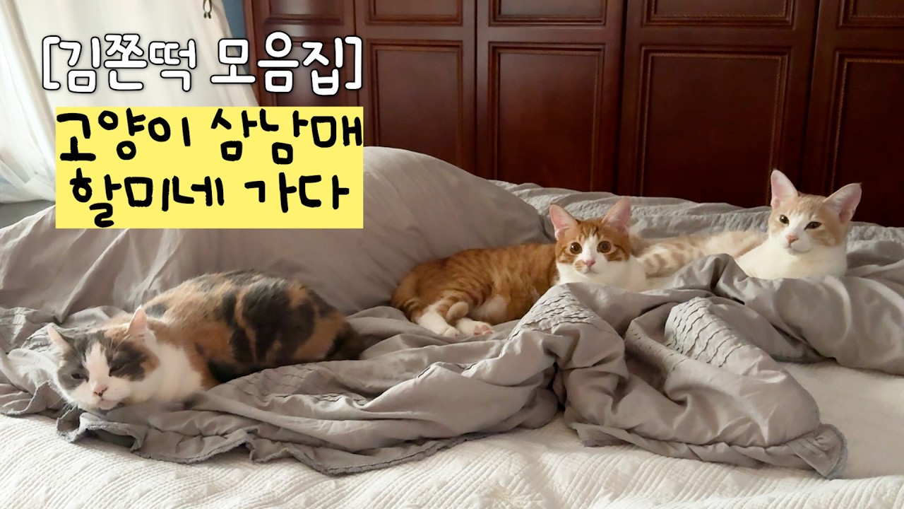 [몰아보기] 공사 소음으로 할미 집에 대피한 냥이들... 잘 지낼 수 있을까?