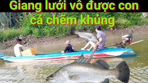 T 276 giang lưới vô được con cá chẽm khủng