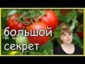 По ВЕДРУ ПОМИДОРОВ (томатов) с КУСТА обеспечено!!!