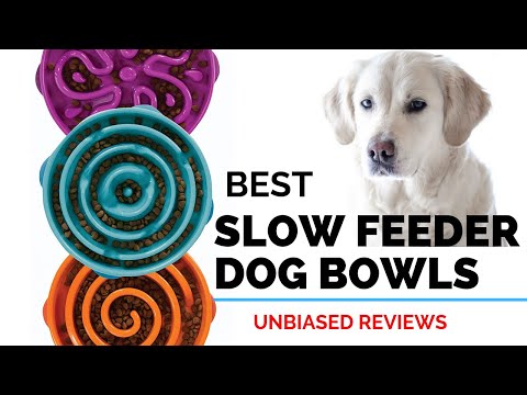 10-best-slow-feeders-dog-bowls-|-the-best-slow-dog-feed-bowl-2020