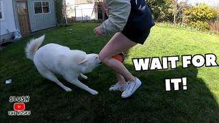 Playing Keep Away With My Husky Doesn’t Go As Expected..