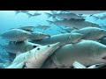 Mackerel + Baitfish Underwater Extravaganza - AI Art Video - Stable Diffusion Video