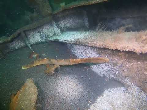 Kowloon Bridge shipwreck dive, West Cork, Ireland, August 2021