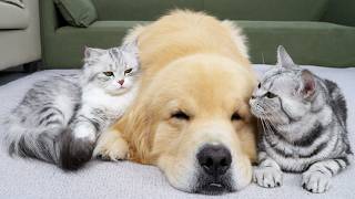 Both Cats Want This Golden Retriever All To Themselves
