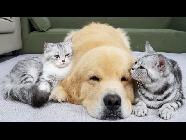 Both Cats Want This Golden Retriever All To Themselves