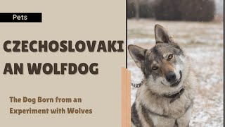 Czechoslovakian Wolfdog: The Dog Born from an Experiment with Wolves!