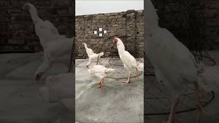 German white Shamoo #aseelmurga #roosterfarm #birds #viralshorts #viral #nature #2026
