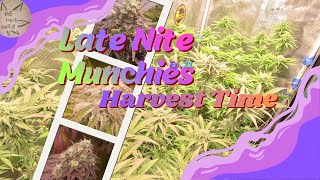 "Late Nite Munchiez" 🌿Ep. 11 – Harvesting Exotic Indoor Strains |  Week 5-8 Flower "Da Chop"
