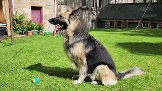 German Shepherd Health Issues -  Bloat to Hip Dysplasia : #GermanShepherd #HealthIssues #Prevention