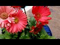 Gerber Daisies! How to Grow || Plant Spotlight