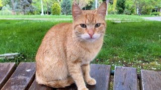 Hungry Cute Cats living on the street. These Cats are incredibly beautiful.