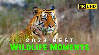 Wildlife of India 4k UHD - Relaxing Music with Nature Sound Hindi | हिन्दी by Walk Into The Wild 9,043 views 4 months ago 14 minutes, 3 seconds