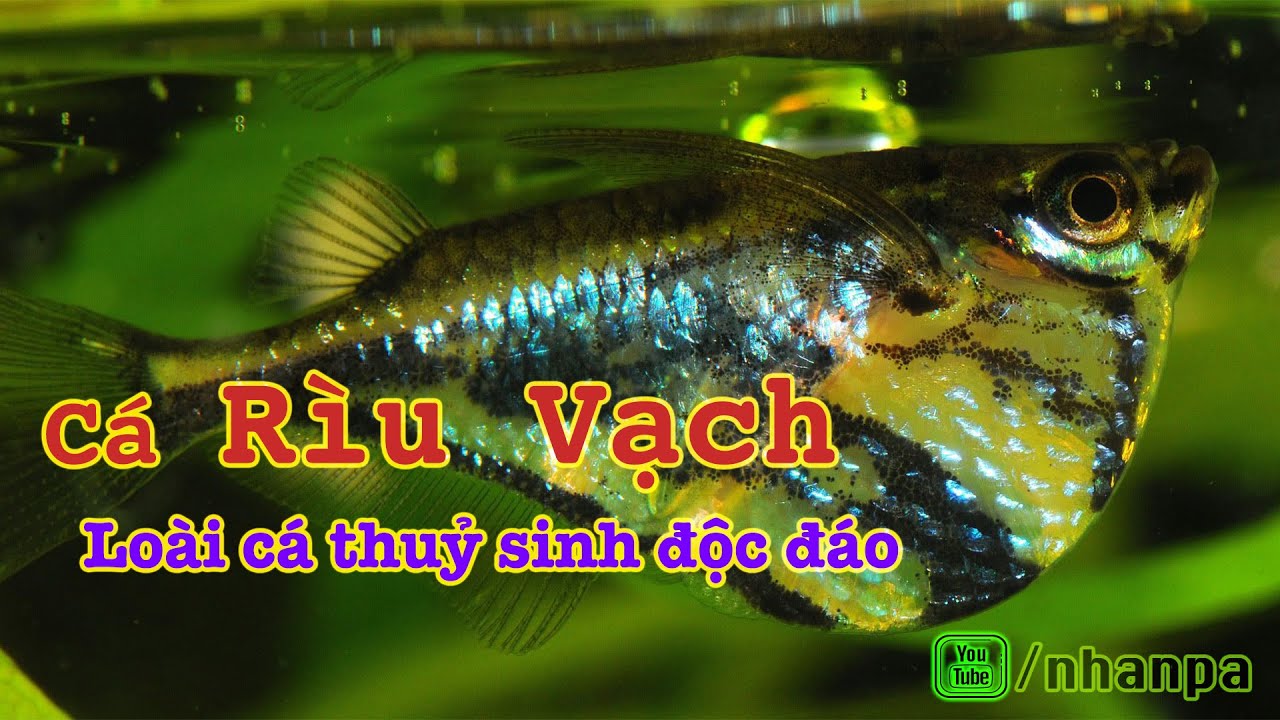 Cá Rìu Vạch - cá thuỷ sinh độc đáo (có thuyết minh) - YouTube
