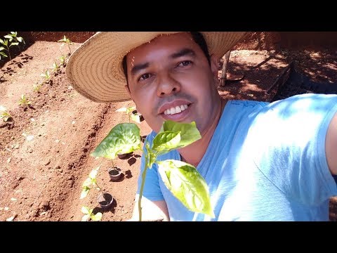 Vídeo: Adubo para pimenta. Preparação do solo para o plantio de pimentas. Pimenta búlgara: cultivo e cuidado em campo aberto