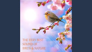 Ambience (White Noise, Birds, Frogs) In A Forest In France screenshot 1