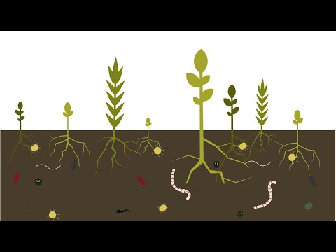 Видео: Защо глинеста почва е червена?