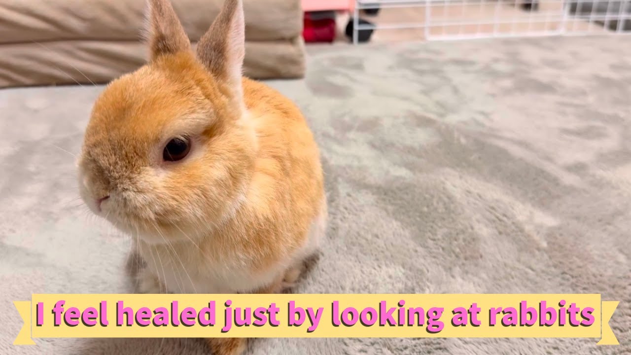 I feel healed just by looking at rabbits - YouTube