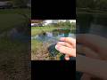 Follow up bait #shorts #fishingequipment #fun #fishinggear #fish #lake #bassfishing #1k #zman