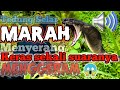 Suara Ular Tedung selar Menggeram 😱mengerikan saat penangkapan