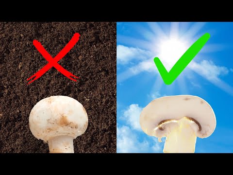 تصویری: کدام قارچ ها ویتامین D بالایی دارند؟