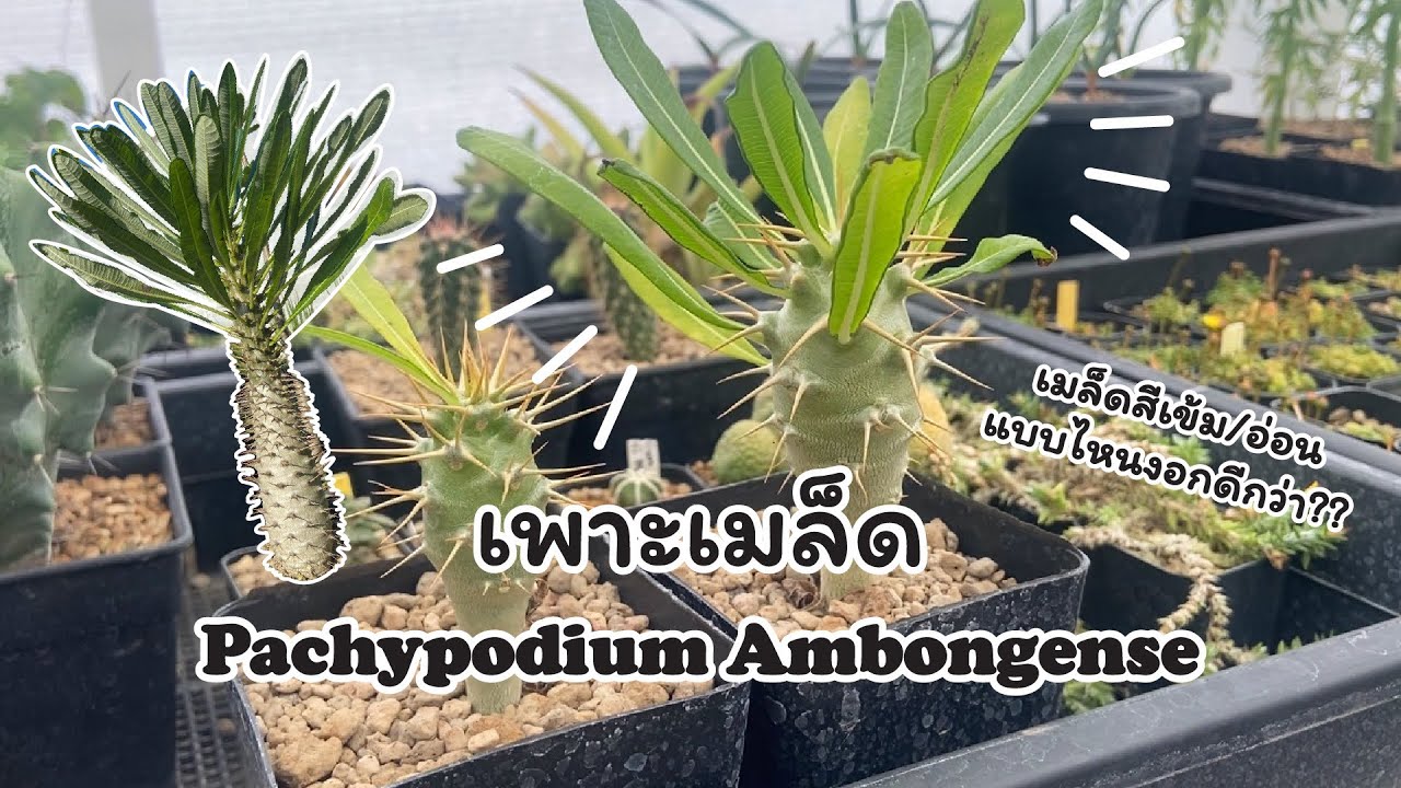เพาะเมล็ด Pachypodium ambongense + เมล็ดสีเข้ม/อ่อน แบบไหนงอกดีกว่ากัน ??