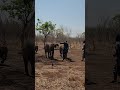 Baby elephants rush for their bottles
