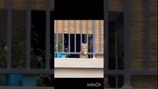 #cat#kitten#animals#lovers#relationship#relationshipgoals #couples#status#shayari#pakistan#drama#ost