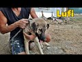 Lufi'nin Son durumu!-Necmi Kareteci Gibi!/#Tekirdağ#ispenç#civciv#kangal#pitbull#ördek#tavuk#kümes