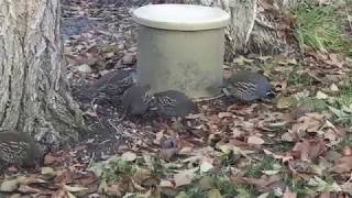 Quail--Free Ranging