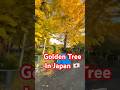 Japan’s Golden Tree Season 🍁✨ #Shorts