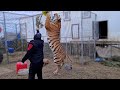 Тигр Ройс победил свой страх перед Зонтиком/tiger Royce is no longer afraid of umbrellas