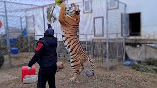 Тигр Ройс победил свой страх перед Зонтиком/tiger Royce is no longer afraid of umbrellas