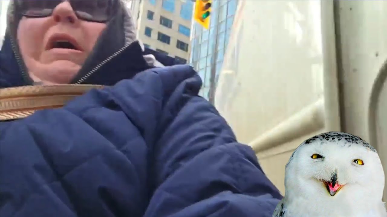 Let the Cows MOO! 🐄