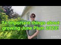 7 Important Things About Growing June Plum 2023 