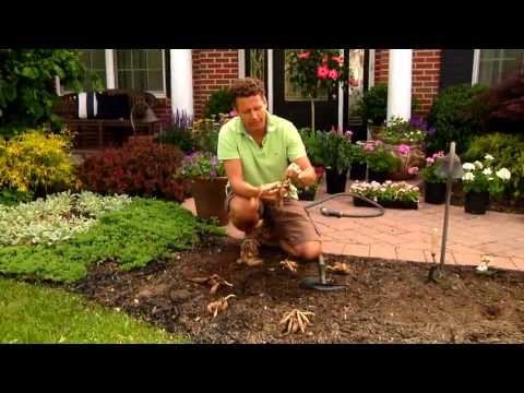 How to Plant Dahlias