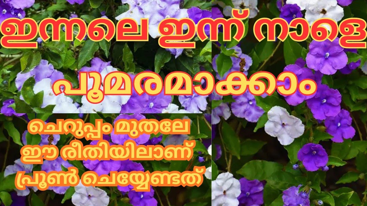 പൂക്കൾ നിറഞ്ഞ് വരാൻ ഇതു ചെയ്തു കൊടുക്കൂ. Easy propogation #trending #garden #plants #gardenplants 