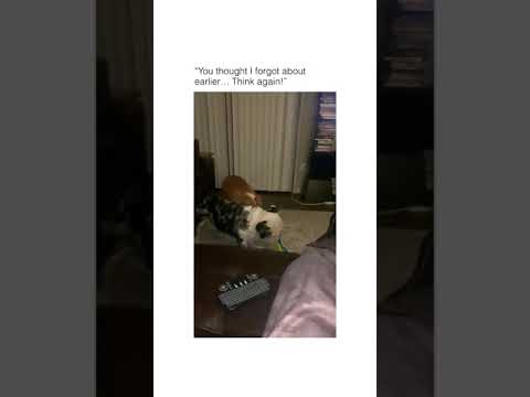 😎🤣❤️🙀🤩you thought i forgot about earlier ...think again!.😎🤣❤️🙀🤩#shorts