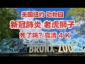 纽约，布朗克斯动物园，新冠肺炎，老虎狮子，高清4K，121年历史