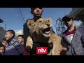 Horror-Zoo von Gaza quält weiter Tiere | ntv