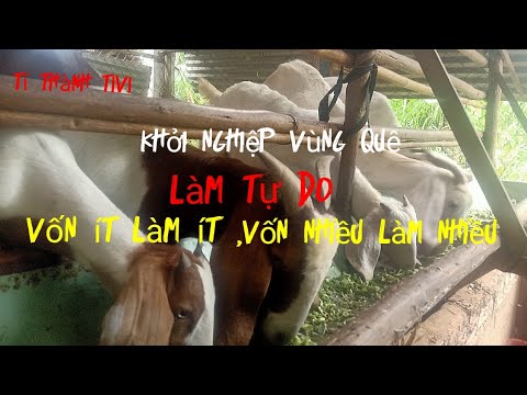 Video khởi nghiệp từ làm thêm. chăn nuôi dê.thu nhập tốt,vốn... - youtube