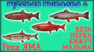 РР4 ЯМА НЕРКА КИЖУЧ МАЛЬМА / РУССКАЯ РЫБАЛКА 4 ЯМА НЕРКА КИЖУЧ МАЛЬМА / RUSSIAN FISHING 4 YAMA RIVER