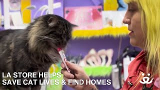 Amazing Store in LA Helps Cats & Kittens! by Best Friends Animal Society 704 views 2 months ago 2 minutes, 13 seconds