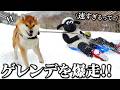 初めてのスキー場に猛スピードで大暴走する柴犬こまちゃんが想像以上に速すぎましたwww thumbnail
