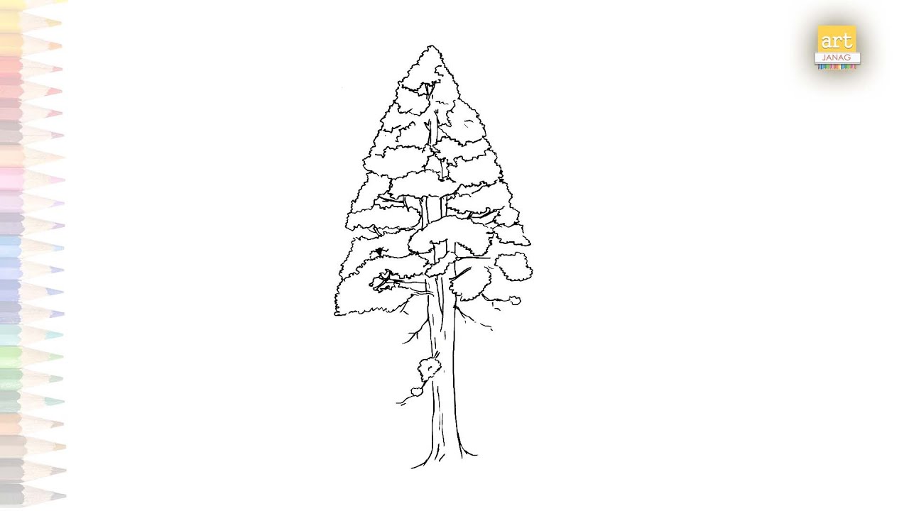 Cartoon Coastal Redwood Tree Graphic · Creative Fabrica
